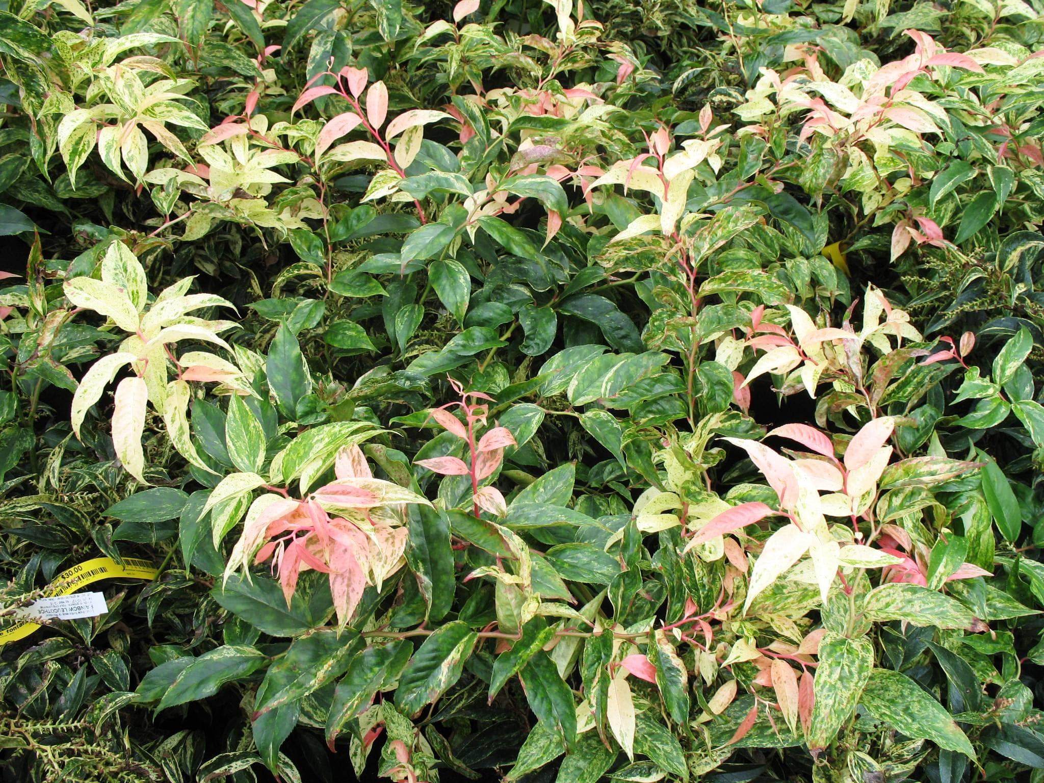 Leucothoe fontanesiana 'Rainbow'